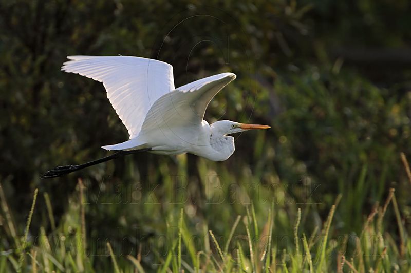 _MG_3504 Eastern Great Egret.jpg