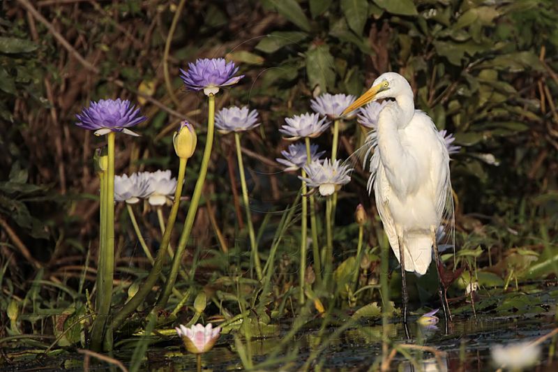 _MG_4277 Eastern Great Egret.jpg
