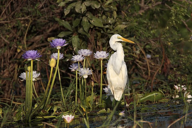 _MG_4292 Eastern Great Egret.jpg