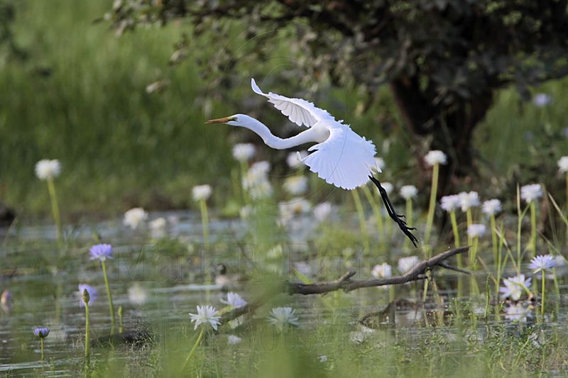 _MG_4826 Eastern Great Egret.jpg