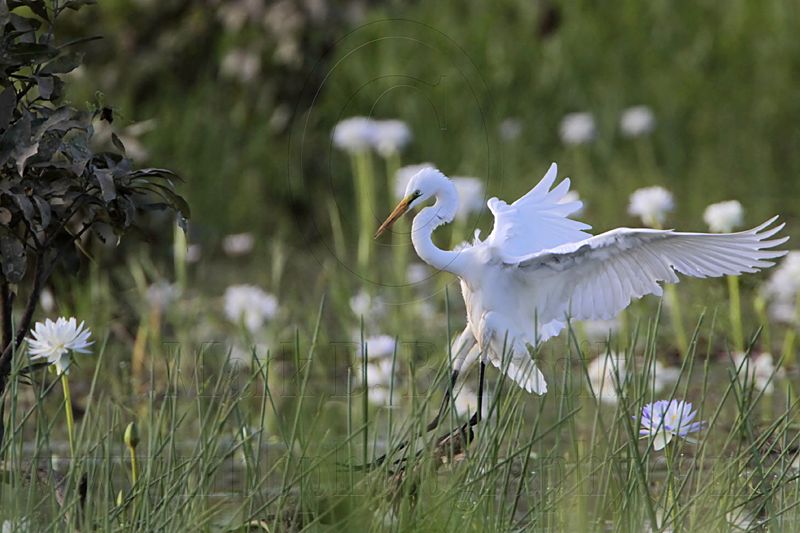 _MG_4832 Eastern Great Egret.jpg
