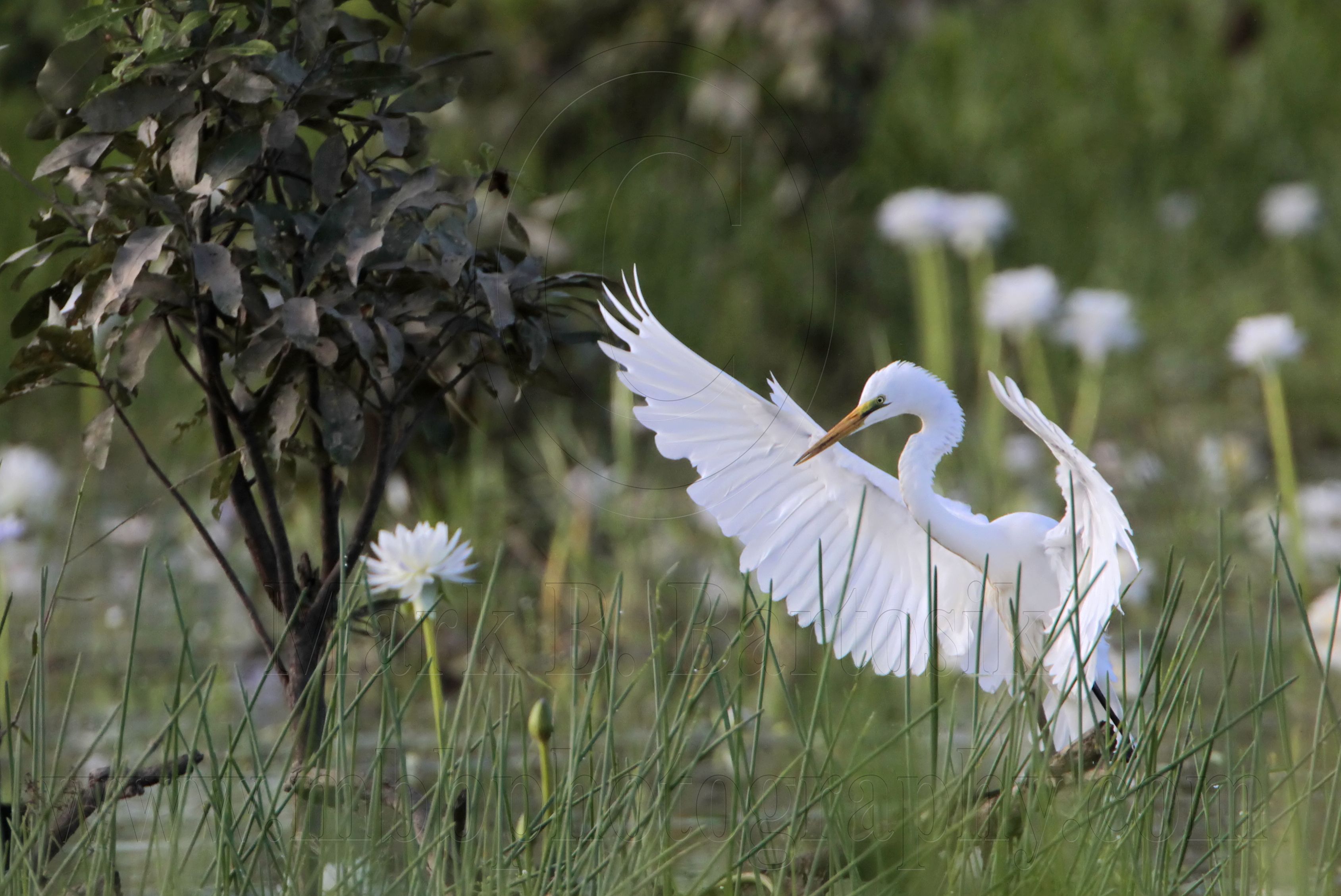 _MG_4833 Eastern Great Egret.jpg