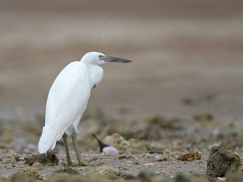 _MG_0123 Eastern Reef Egret.jpg