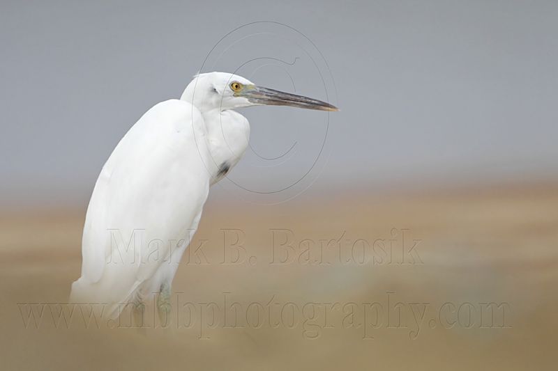 _MG_0163 Eastern Reef Egret.jpg