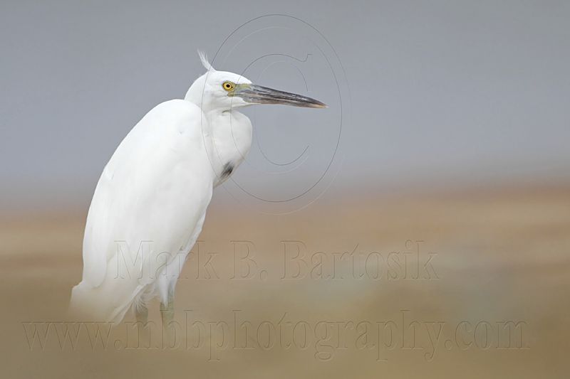 _MG_0171 Eastern Reef Egret.jpg
