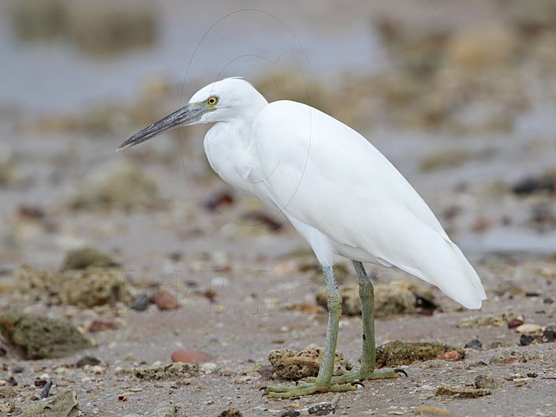 _MG_0231 Eastern Reef Egret.jpg