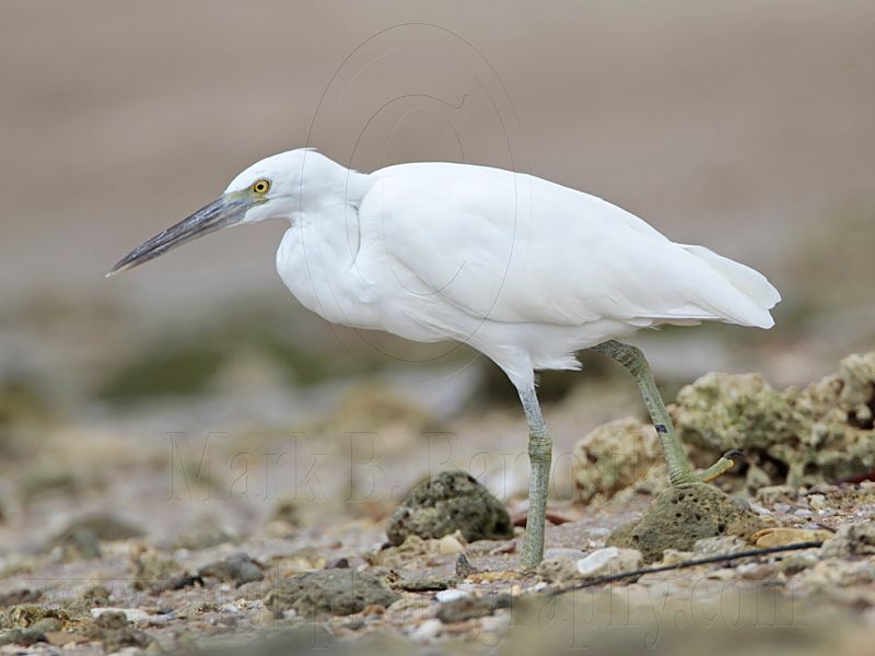 _MG_0252 Eastern Reef Egret.jpg