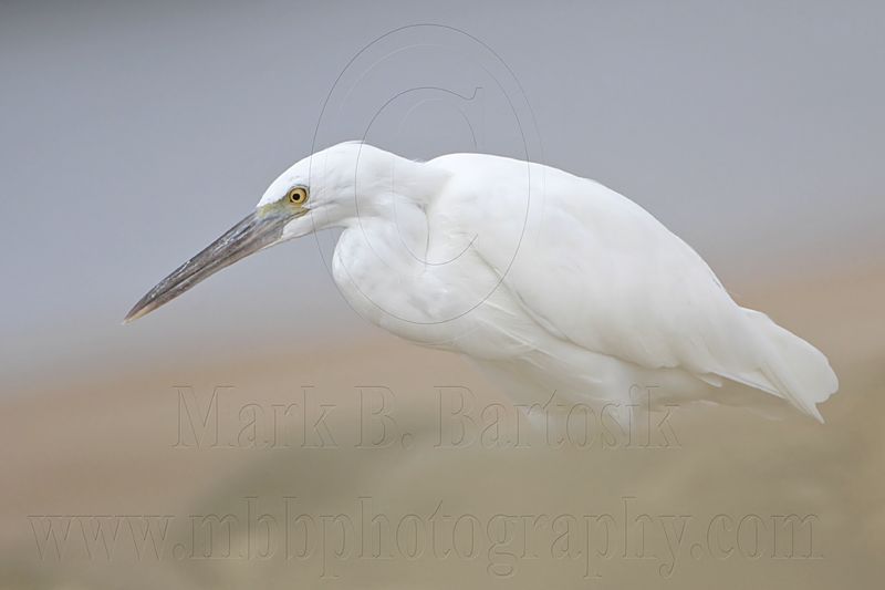 _MG_0264 Eastern Reef Egret.jpg