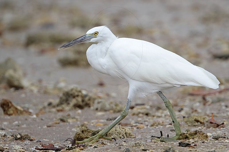 _MG_0318 Eastern Reef Egret.jpg