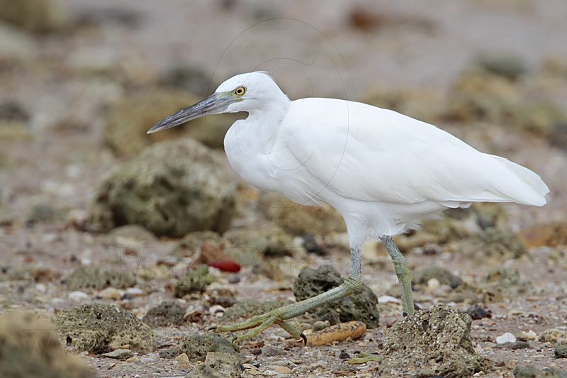 _MG_0327 Eastern Reef Egret.jpg