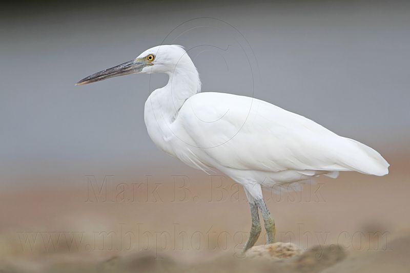 _MG_0340 Eastern Reef Egret.jpg