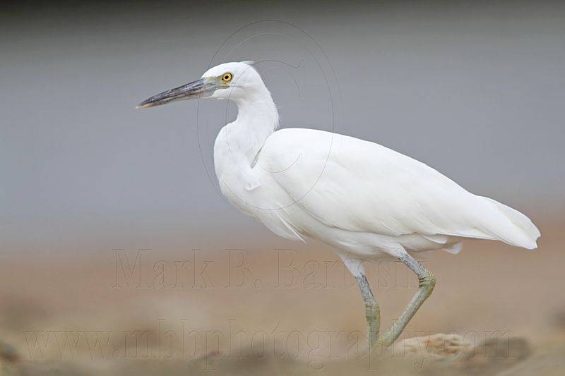 _MG_0344 Eastern Reef Egret.jpg