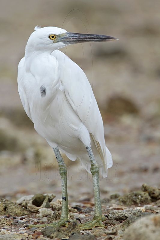 _MG_0455 Eastern Reef Egret.jpg