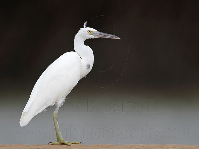 _MG_0520 Eastern Reef Egret.jpg