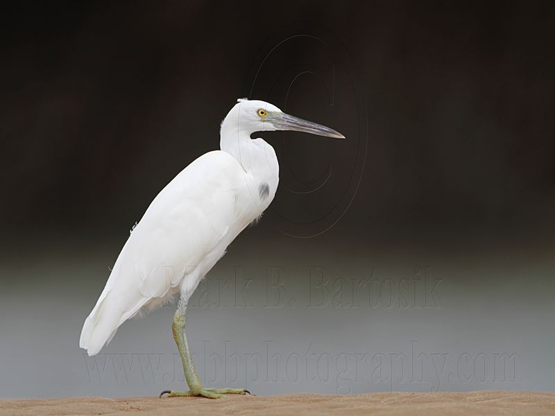 _MG_0535 Eastern Reef Egret.jpg