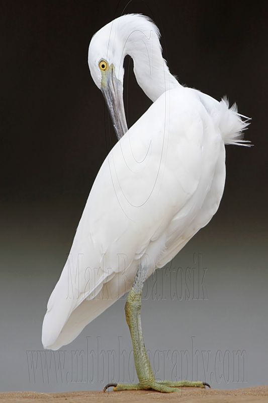 _MG_0544 Eastern Reef Egret.jpg