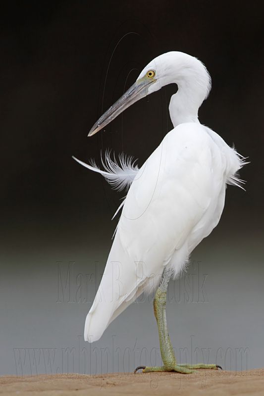 _MG_0560 Eastern Reef Egret.jpg