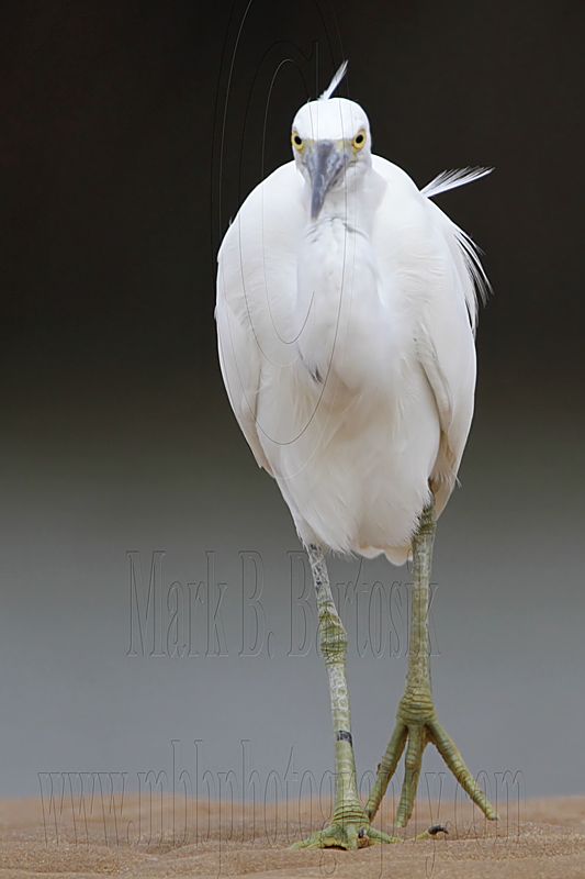 _MG_0596 Eastern Reef Egret.jpg