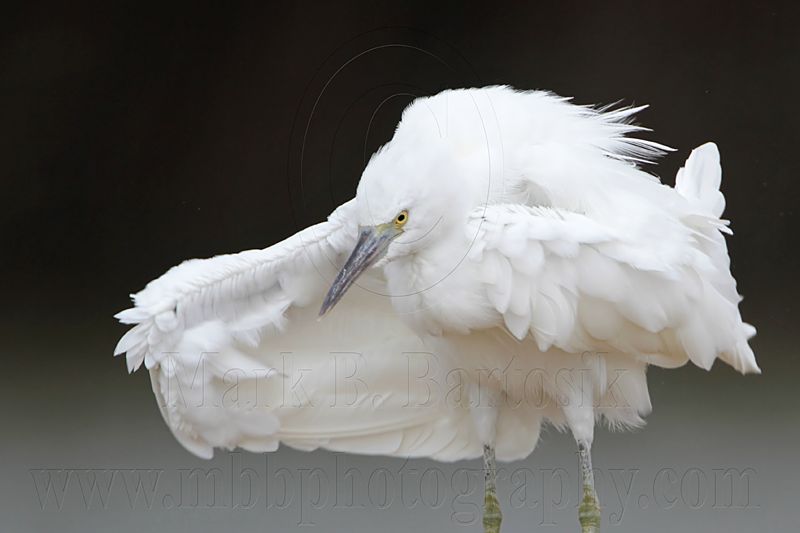 _MG_0607 Eastern Reef Egret.jpg