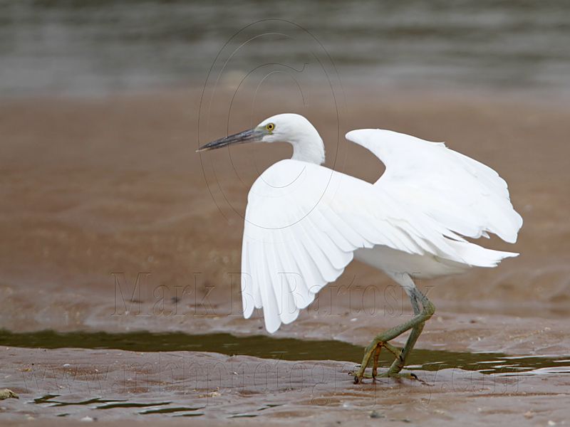_MG_0706 Eastern Reef Egret.jpg