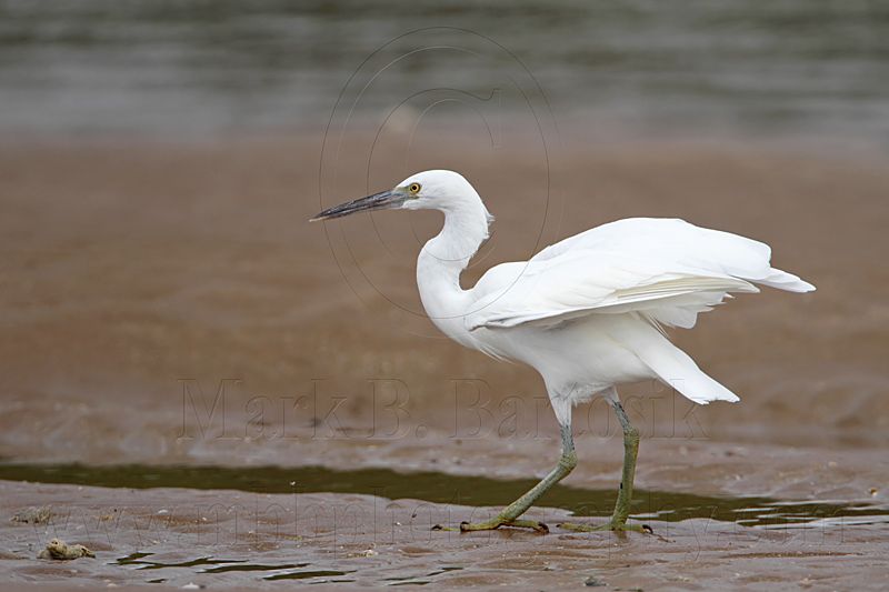 _MG_0707 Eastern Reef Egret.jpg