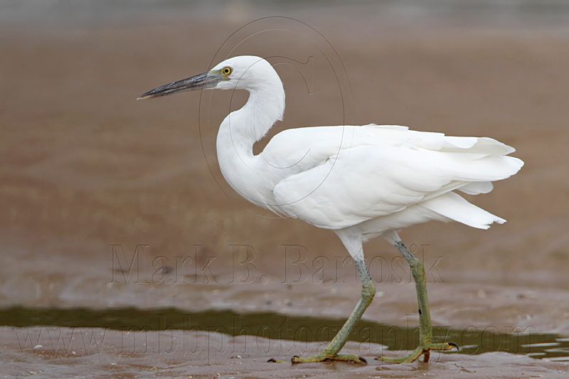 _MG_0708 Eastern Reef Egret.jpg