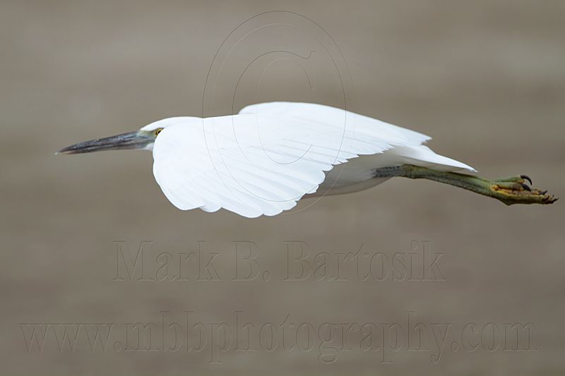 _MG_0716 Eastern Reef Egret.jpg