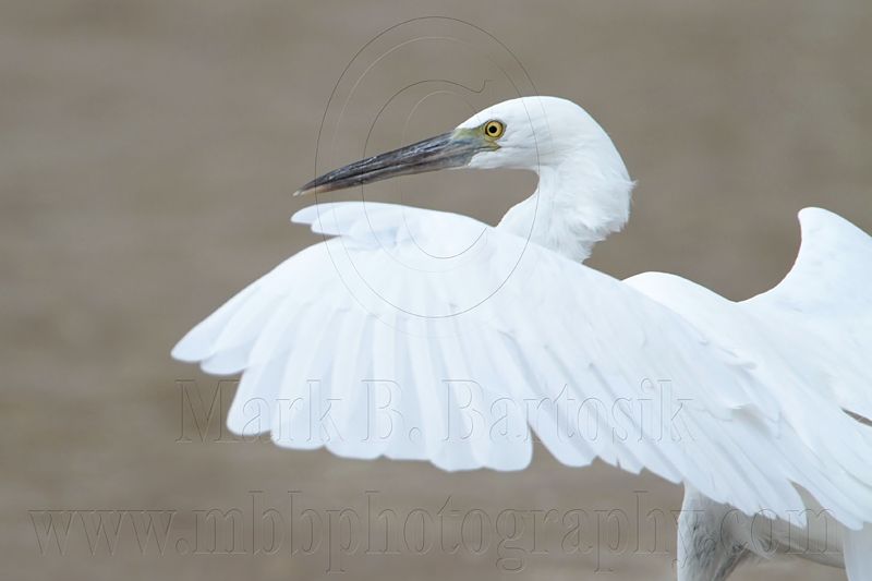 _MG_0726 Eastern Reef Egret.jpg