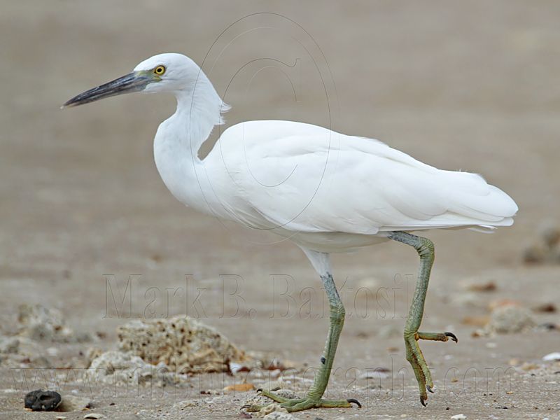 _MG_0735 Eastern Reef Egret.jpg