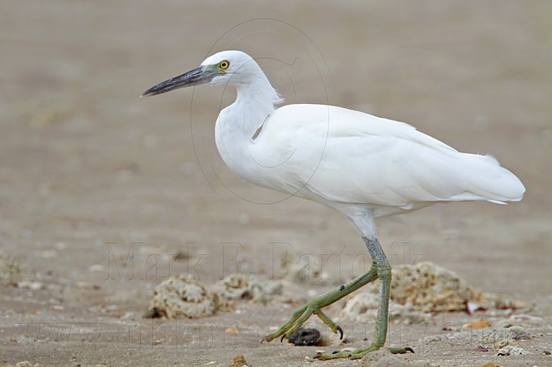 _MG_0739 Eastern Reef Egret.jpg