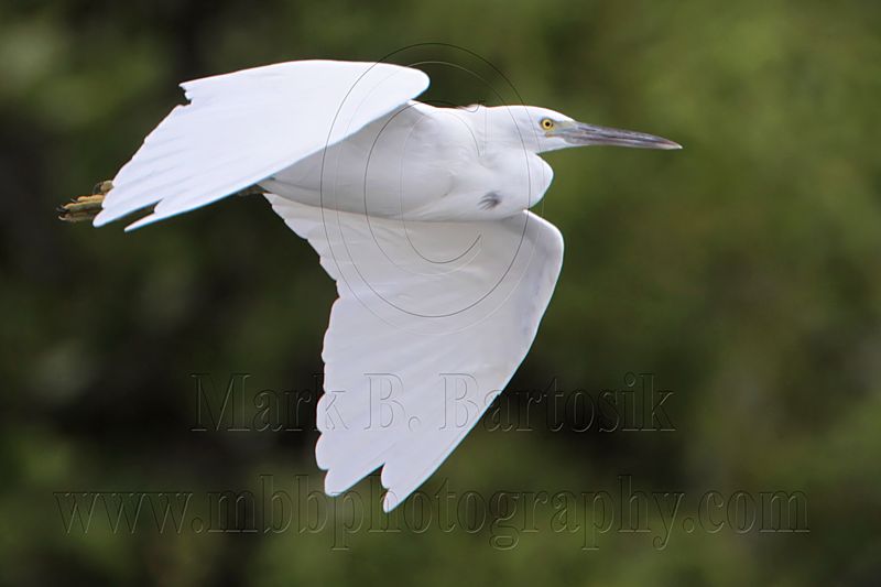 _MG_1140 Eastern Reef Egret.jpg