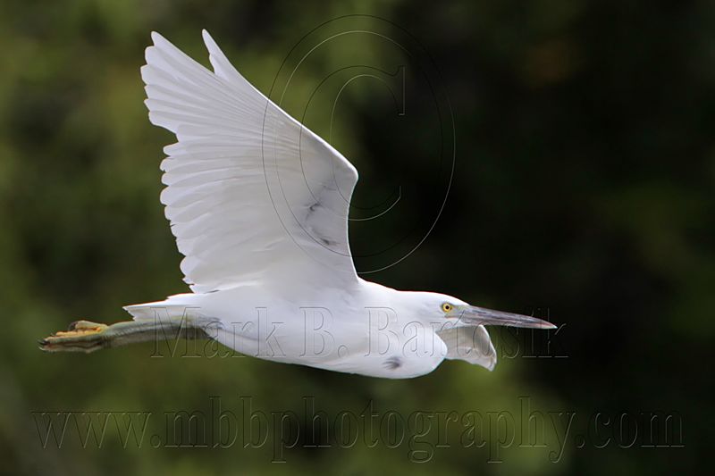 _MG_1141 Eastern Reef Egret.jpg