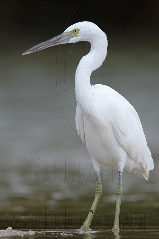 _MG_1221 Eastern Reef Egret.jpg