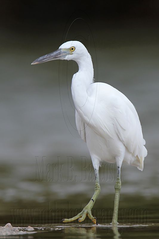 _MG_1234 Eastern Reef Egret.jpg