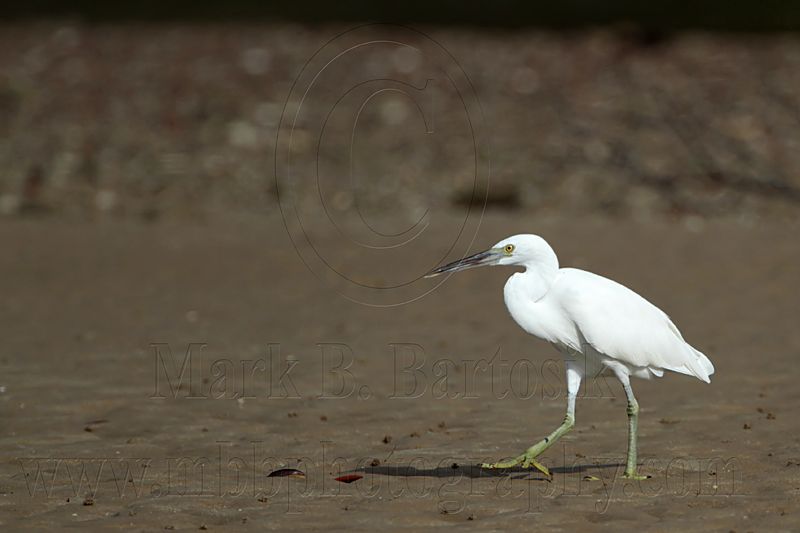 _MG_1668 Eastern Reef Egret.jpg