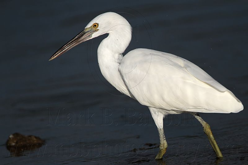 _MG_3016 Eastern Reef Egret.jpg