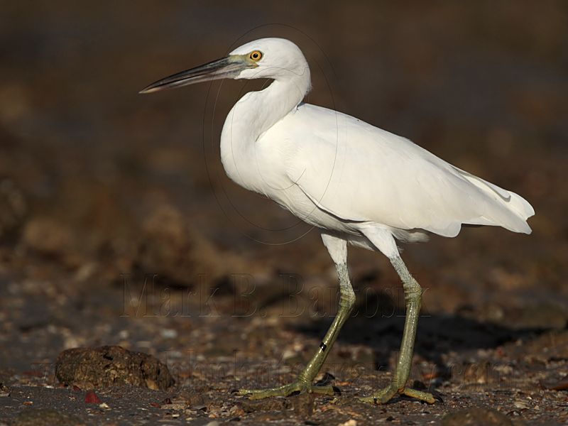 _MG_3033 Eastern Reef Egret.jpg