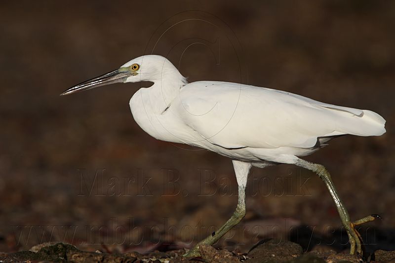 _MG_3042 Eastern Reef Egret.jpg