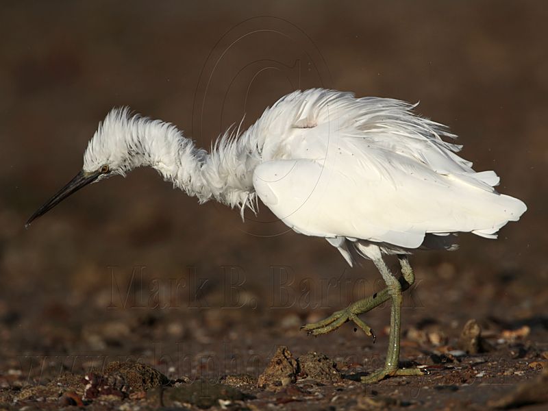 _MG_3061 Eastern Reef Egret.jpg