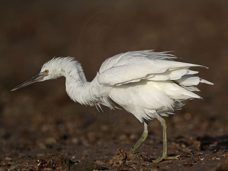 _MG_3062 Eastern Reef Egret.jpg