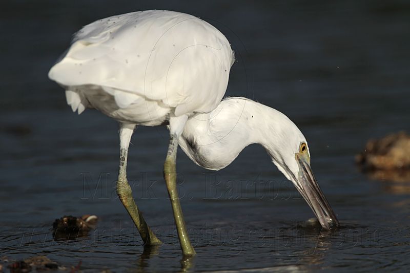 _MG_3203 Eastern Reef Egret.jpg