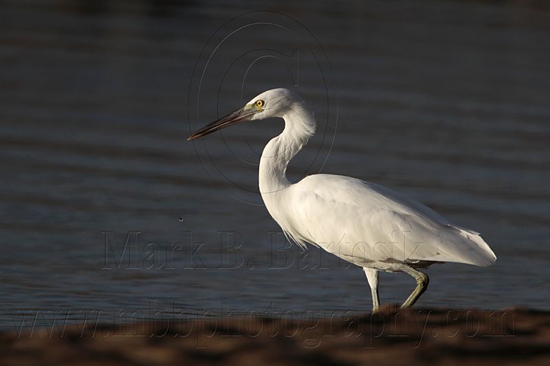 _MG_3243 Eastern Reef Egret.jpg