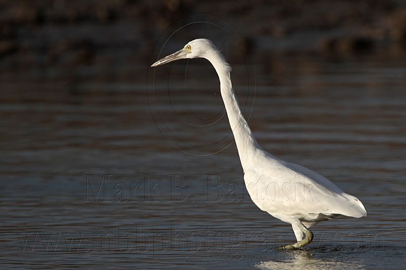 _MG_3249 Eastern Reef Egret.jpg