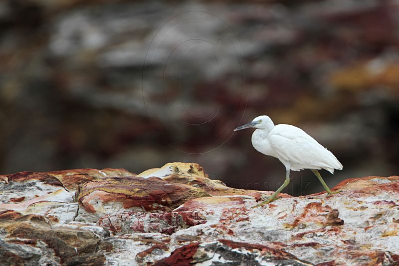 _MG_6310 Eastern Reef Egret.jpg