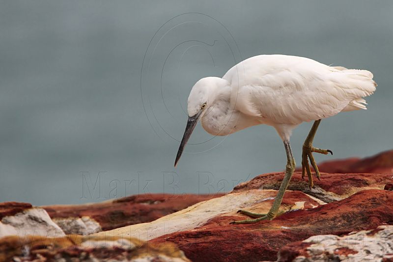_MG_6328 Eastern Reef Egret.jpg