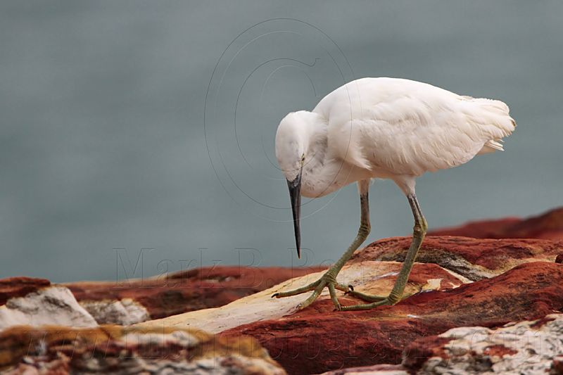 _MG_6329 Eastern Reef Egret.jpg