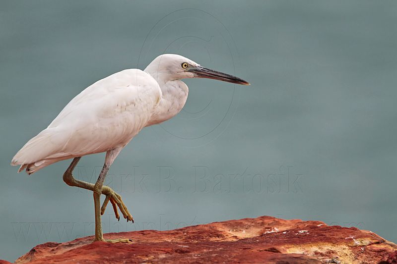 _MG_6358 Eastern Reef Egret.jpg