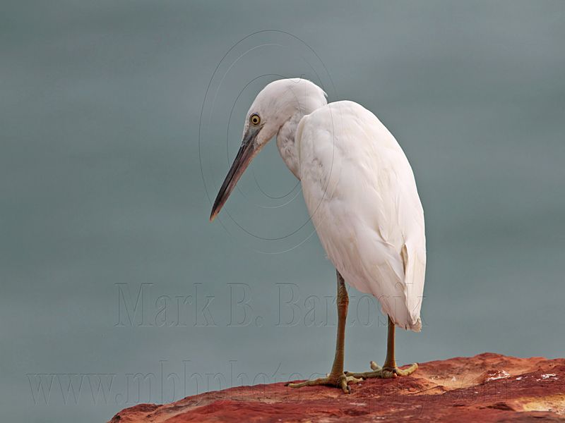 _MG_6373 Eastern Reef Egret.jpg