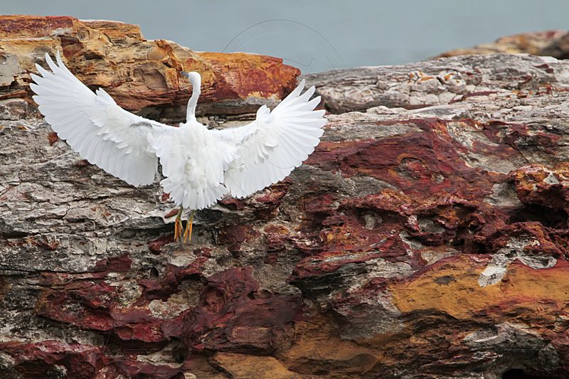 _MG_6404 Eastern Reef Egret.jpg