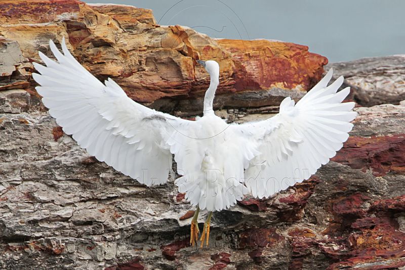 _MG_6404crop Eastern Reef Egret.jpg